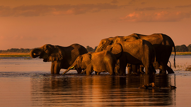 elephants in their natural environment