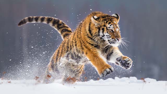 Siberian tiger